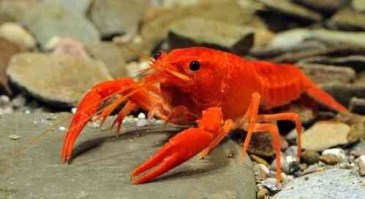 Oranje kreeft